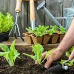 How Does Your Garden Grow